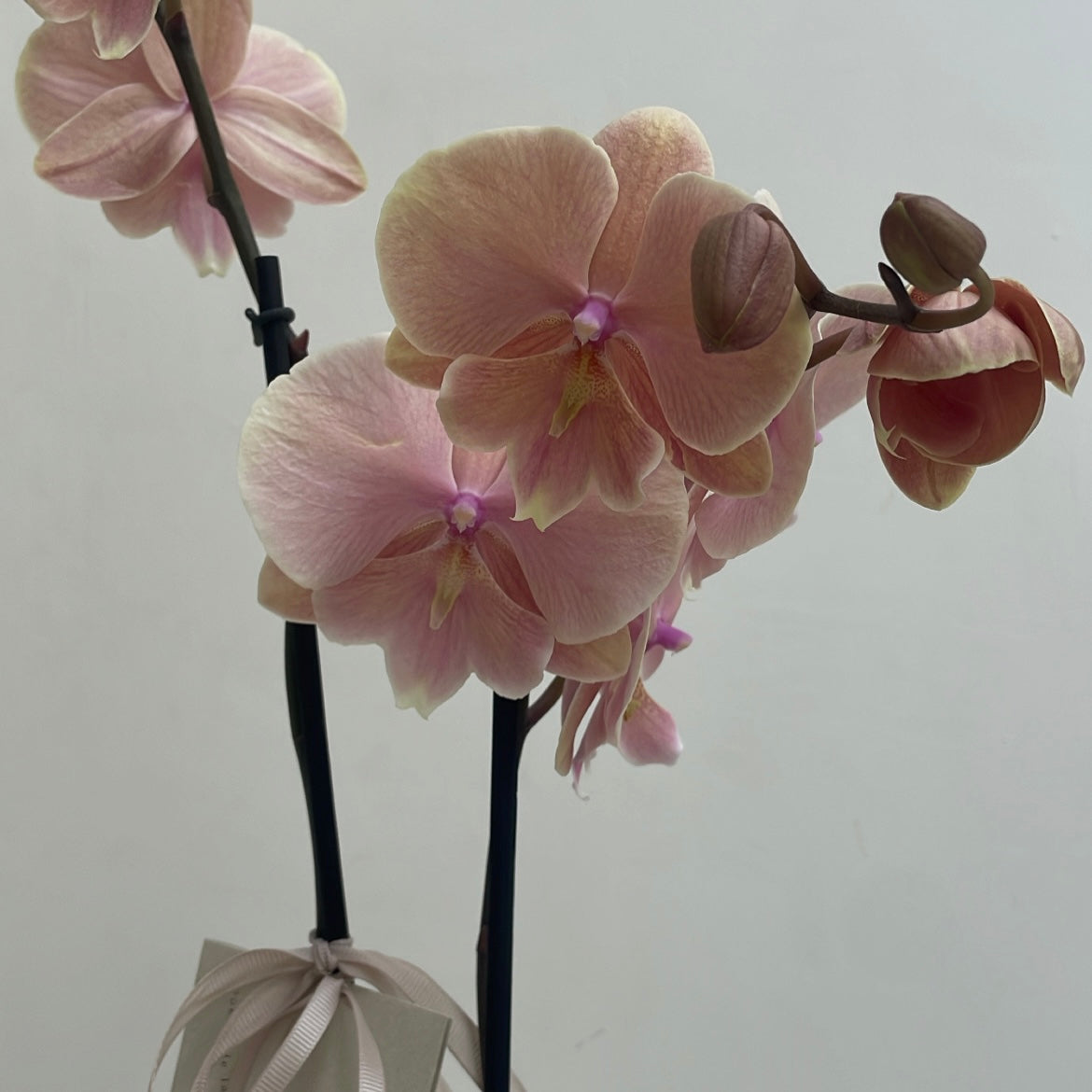 Orquidea Phalaenopsis