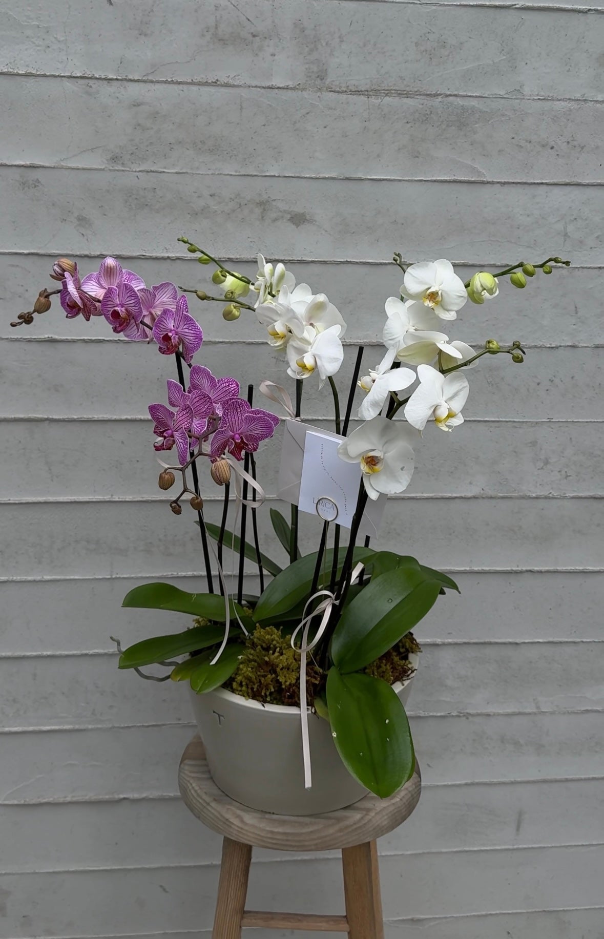 Orquídea de 6 varas