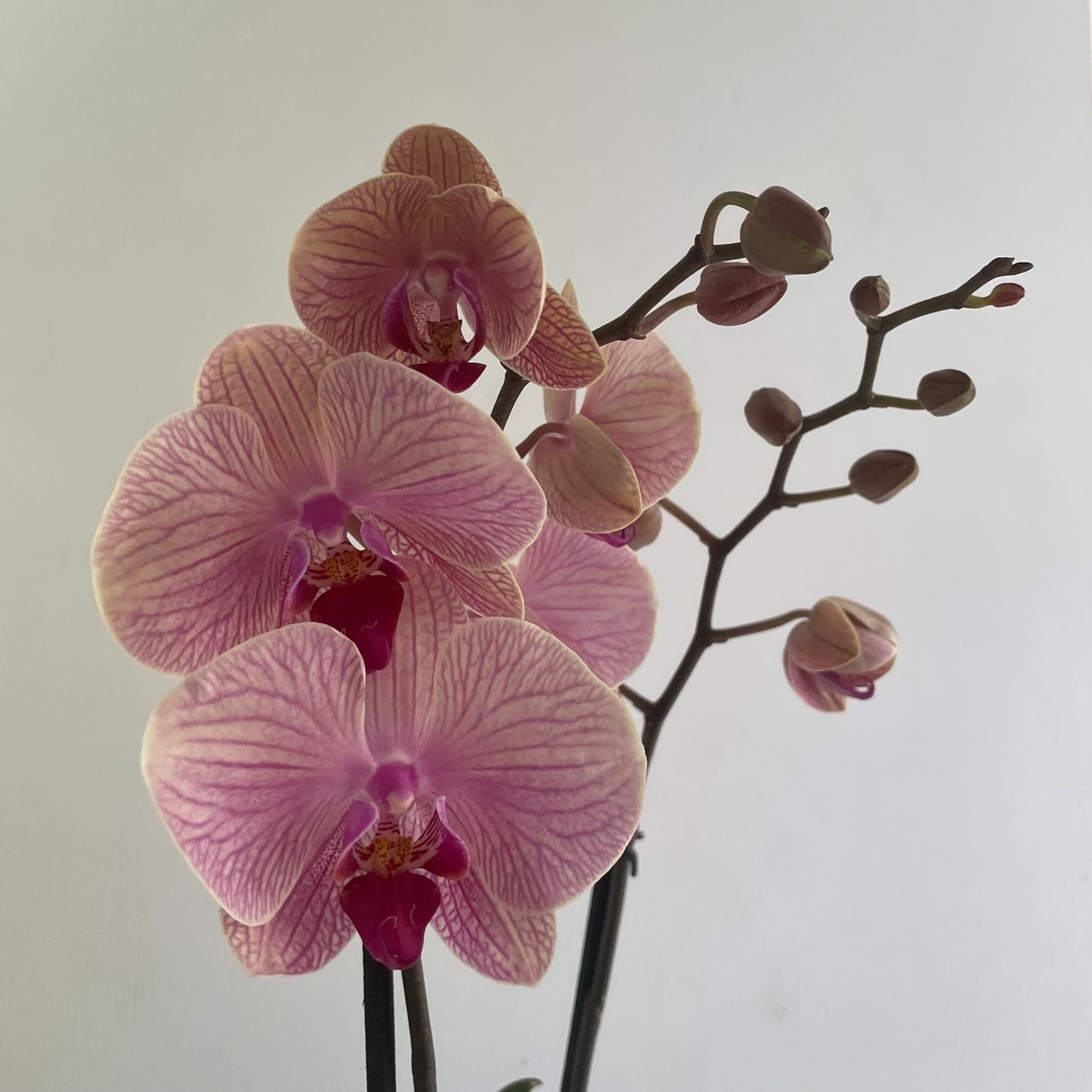 Orquidea Phalaenopsis
