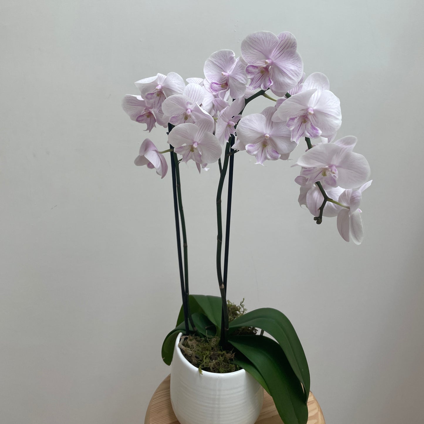 Orquidea Phalaenopsis