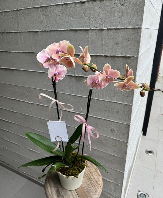 Orquidea Phalaenopsis